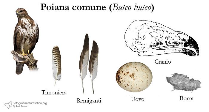 tracce, penne, nido, uova, borre, poiana comune, buteo buteo, rato nero, Musebussard, Buse variable 