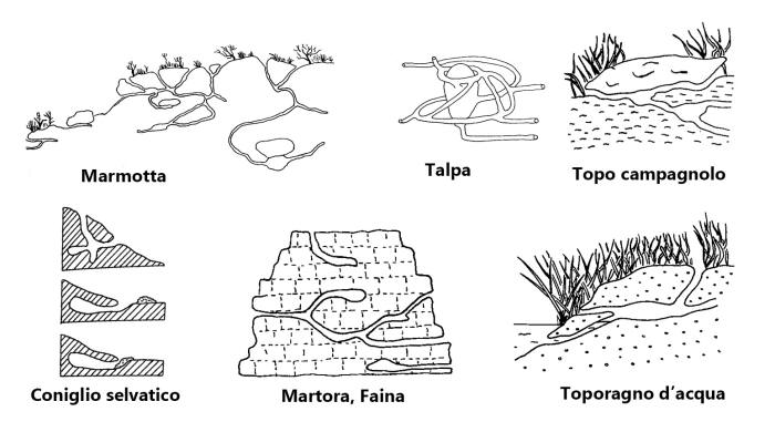 tane mammiferi, comparazione tane mammiferi, tana talpa, tana coniglio, tana marmotta, tana faina martora,