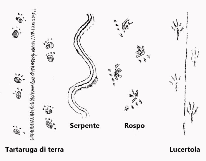 orme impronte tracce tartrauga rospo lucertola serpente 