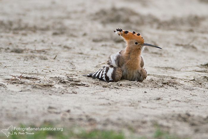 bagno di sabbia, sand bathing, Upupa, Upupa epops, hoopoe, abubilla, Wiedehopf, Huppe fascie, 